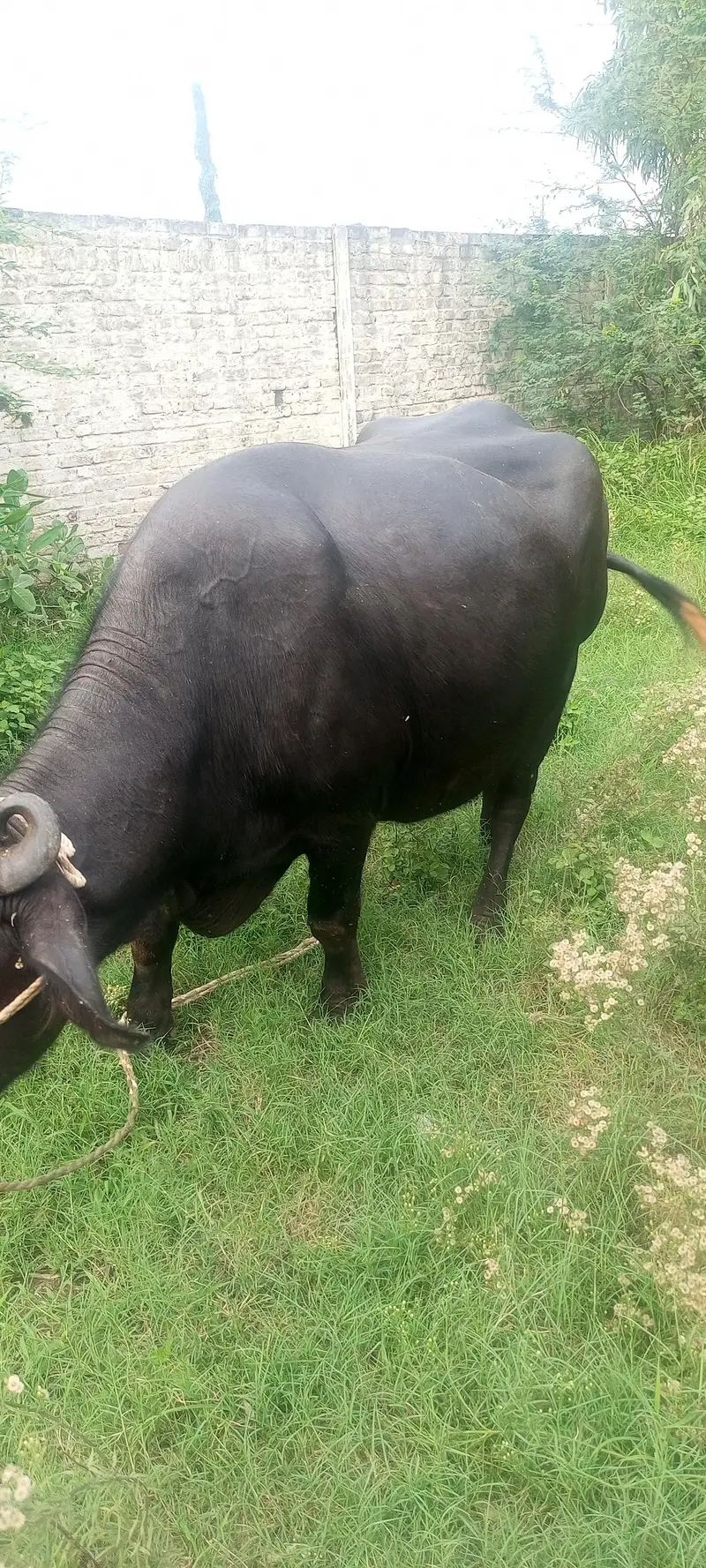 8 months ki gabban buffalo bhains maj — photo 6