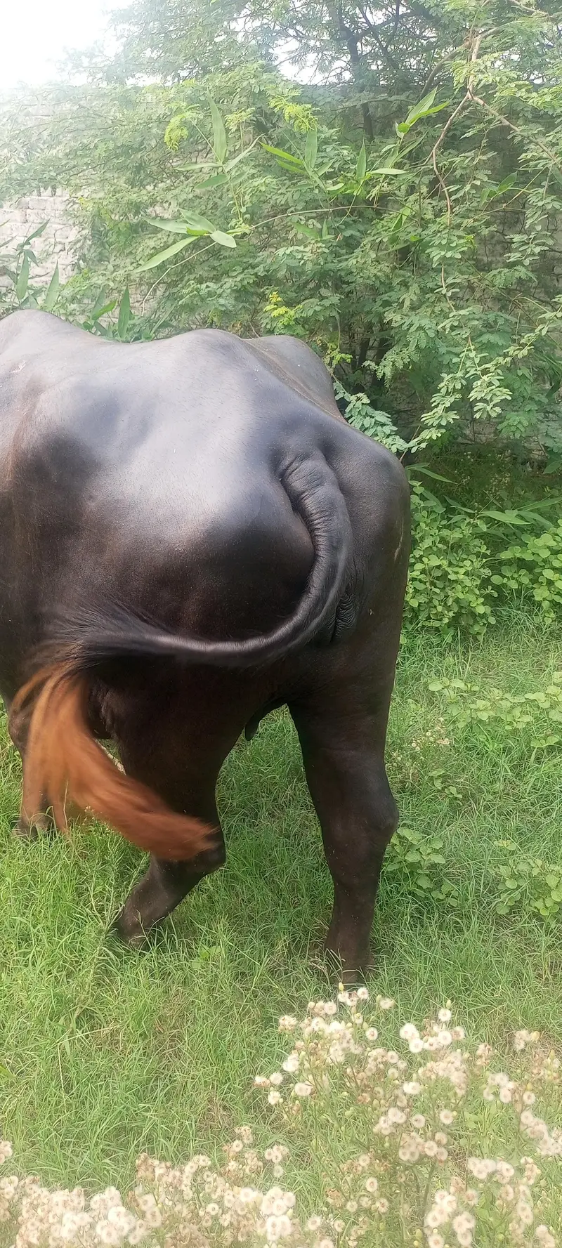 8 months ki gabban buffalo bhains maj — photo 7