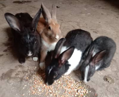 Palmino Black White and Brown mix Rabbit