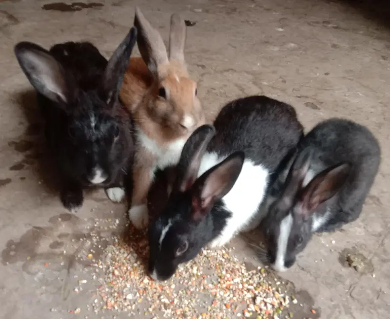 Palmino Black White and Brown mix Rabbit