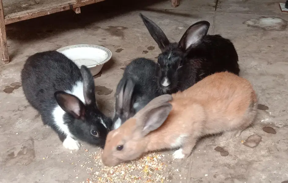 Palmino Black White and Brown mix Rabbit — photo 2