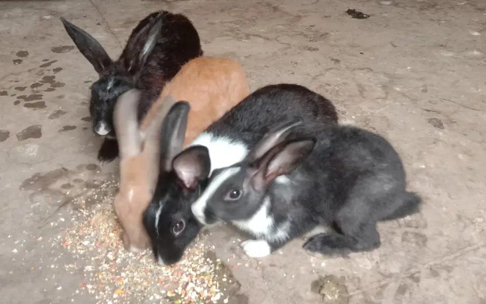 Palmino Black White and Brown mix Rabbit — photo 3