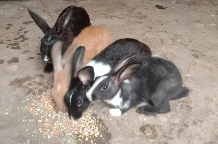 Palmino Black White and Brown mix Rabbit — photo 4