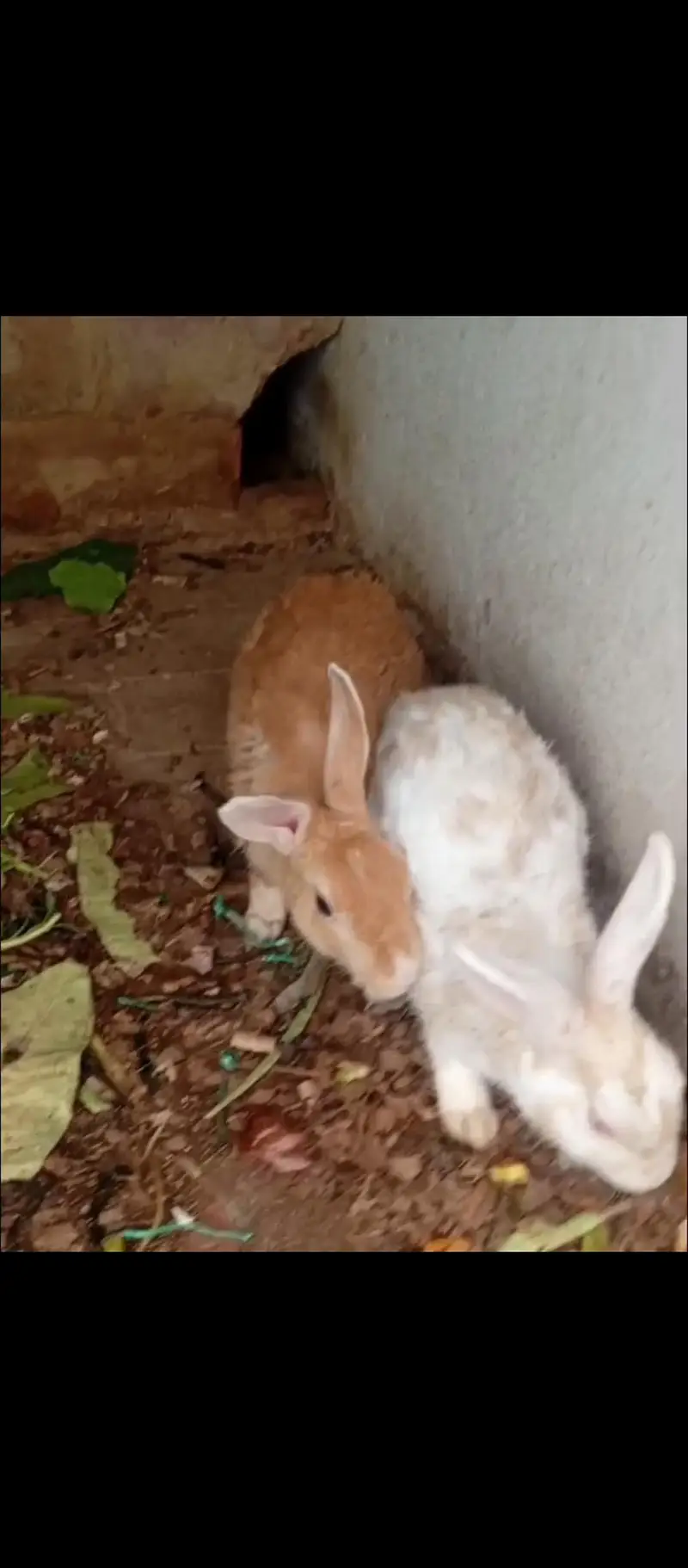 Palmino Black White and Brown mix Rabbit — photo 6