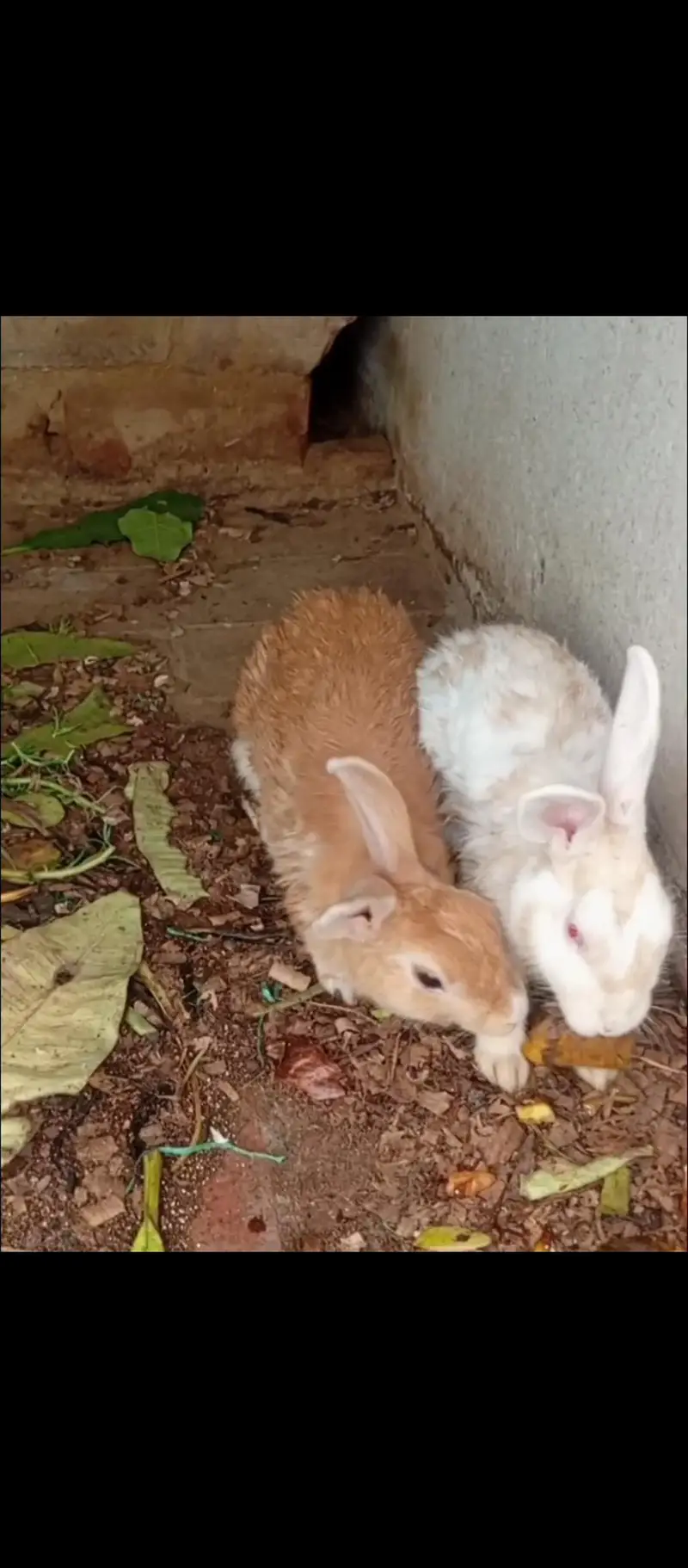 Palmino Black White and Brown mix Rabbit — photo 7