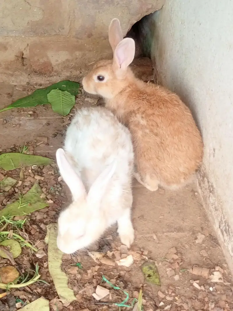 Palmino Black White and Brown mix Rabbit — photo 8