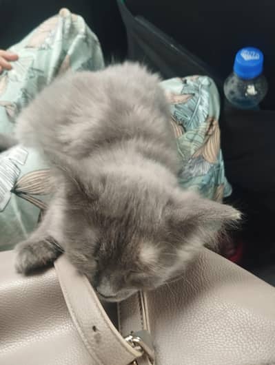 Triple coat Persian cat