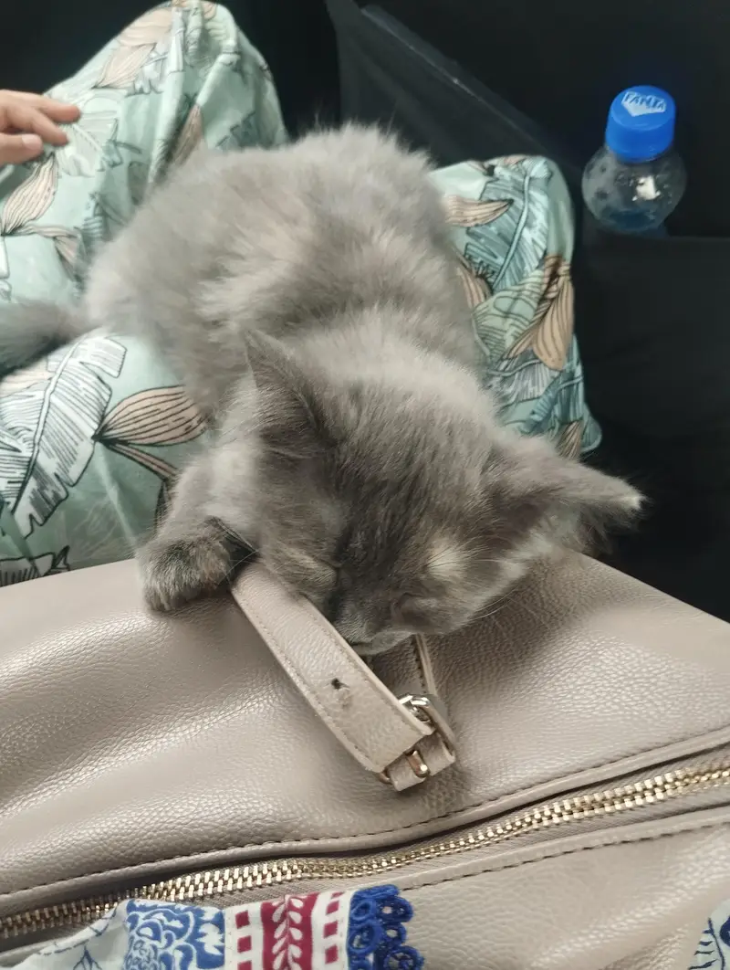 Triple coat Persian cat — photo 2