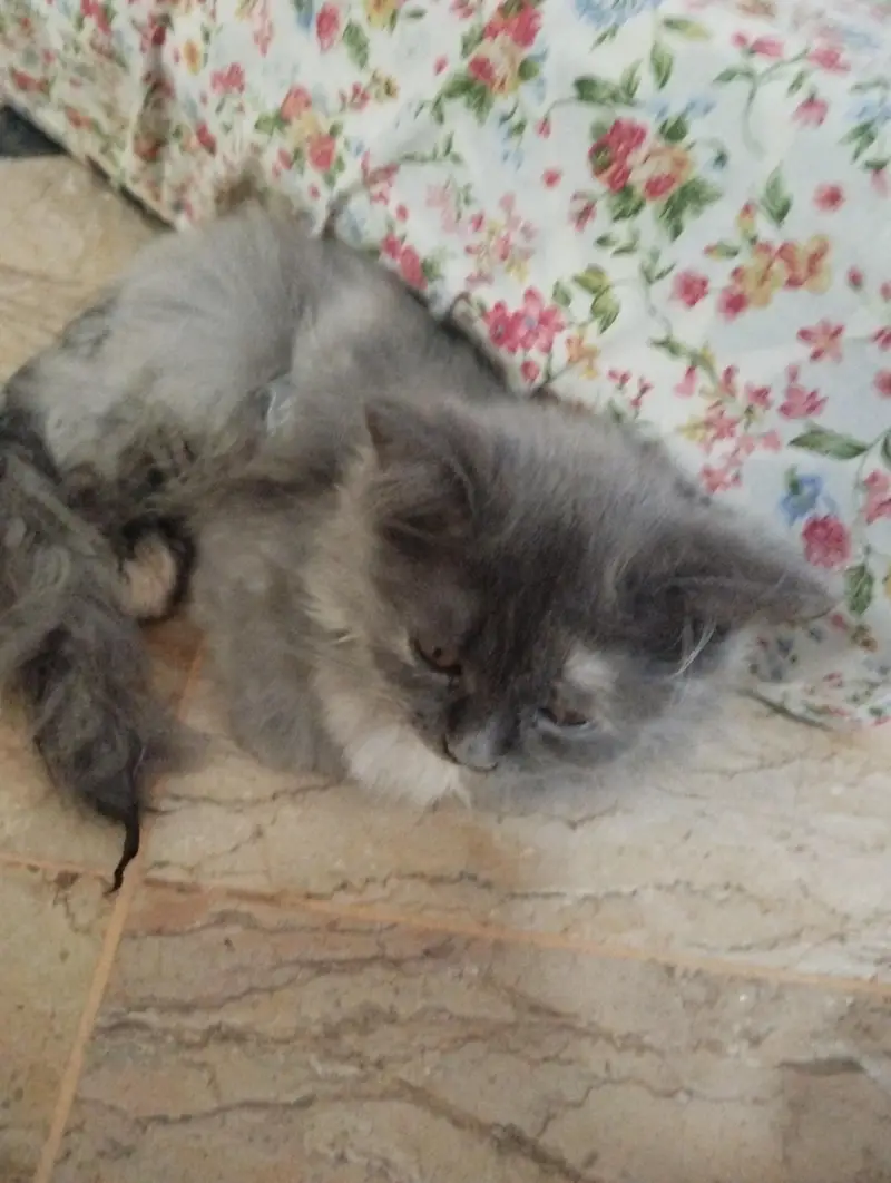 Triple coat Persian cat — photo 3
