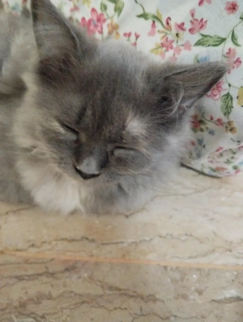 Triple coat Persian cat — photo 4