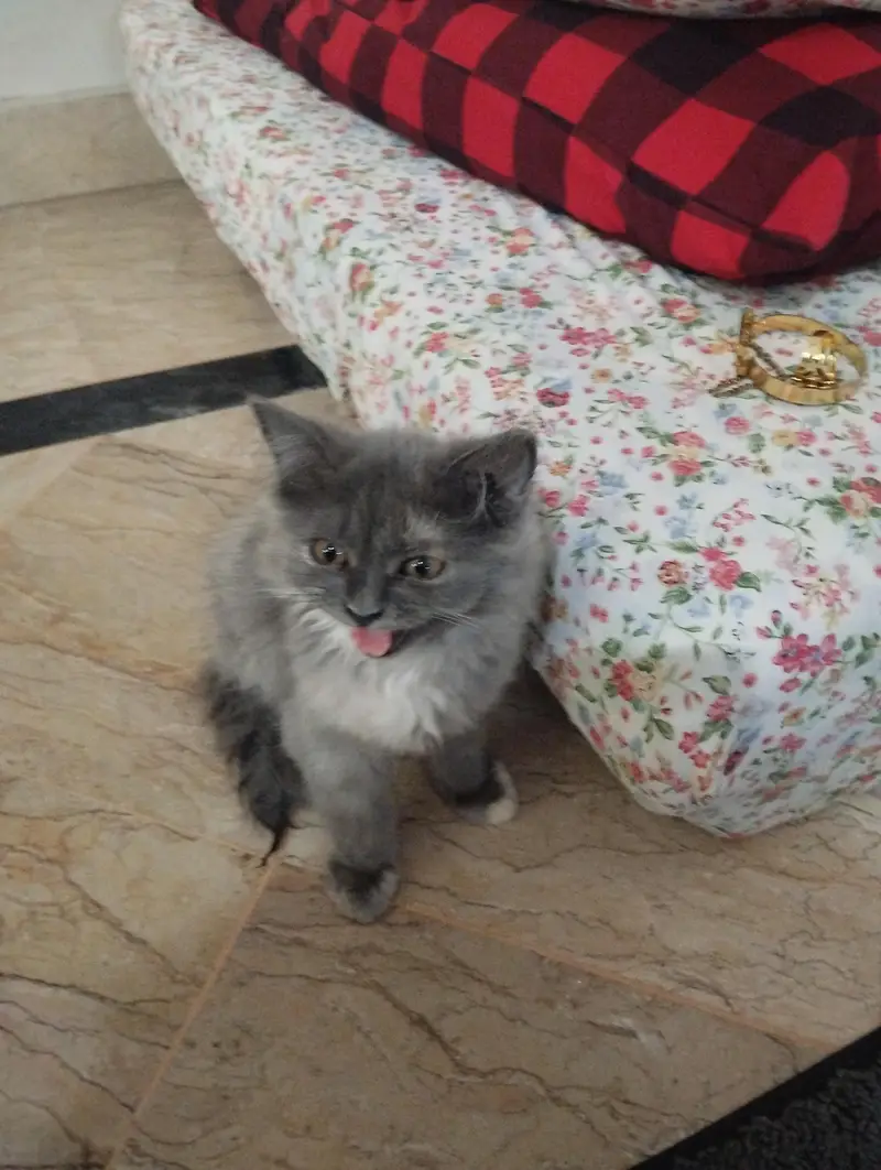 Triple coat Persian cat — photo 5