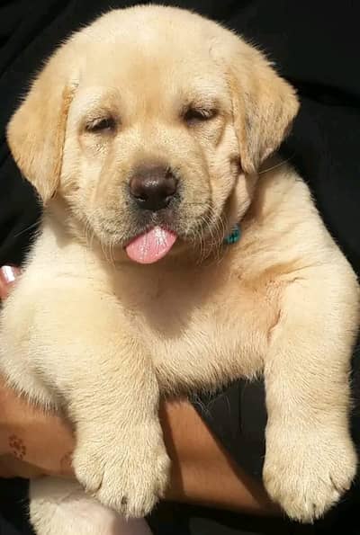 Labrador pedigree microchipe puppy 03014615555