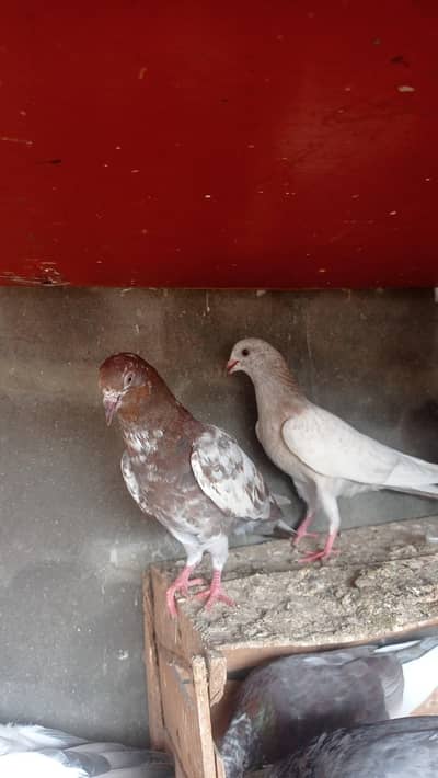 garanti walay bachay urgently sale 0327-7210100