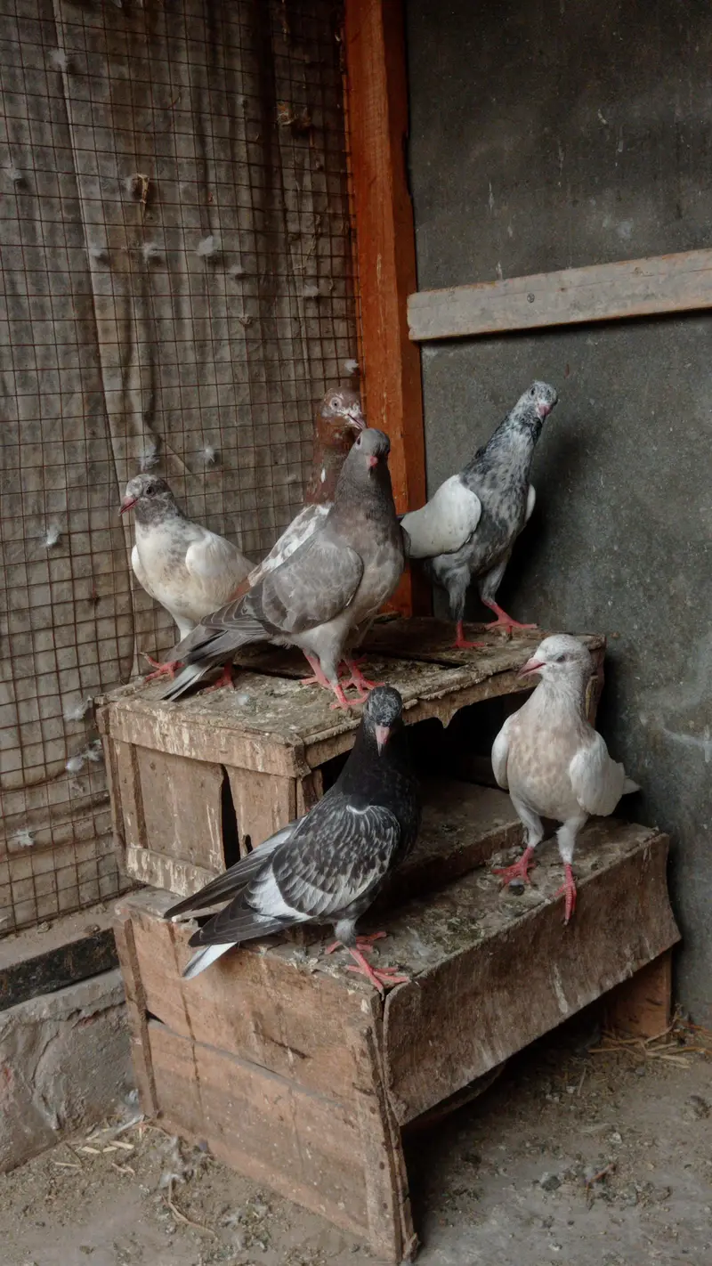 garanti walay bachay urgently sale 0327-7210100 — photo 2