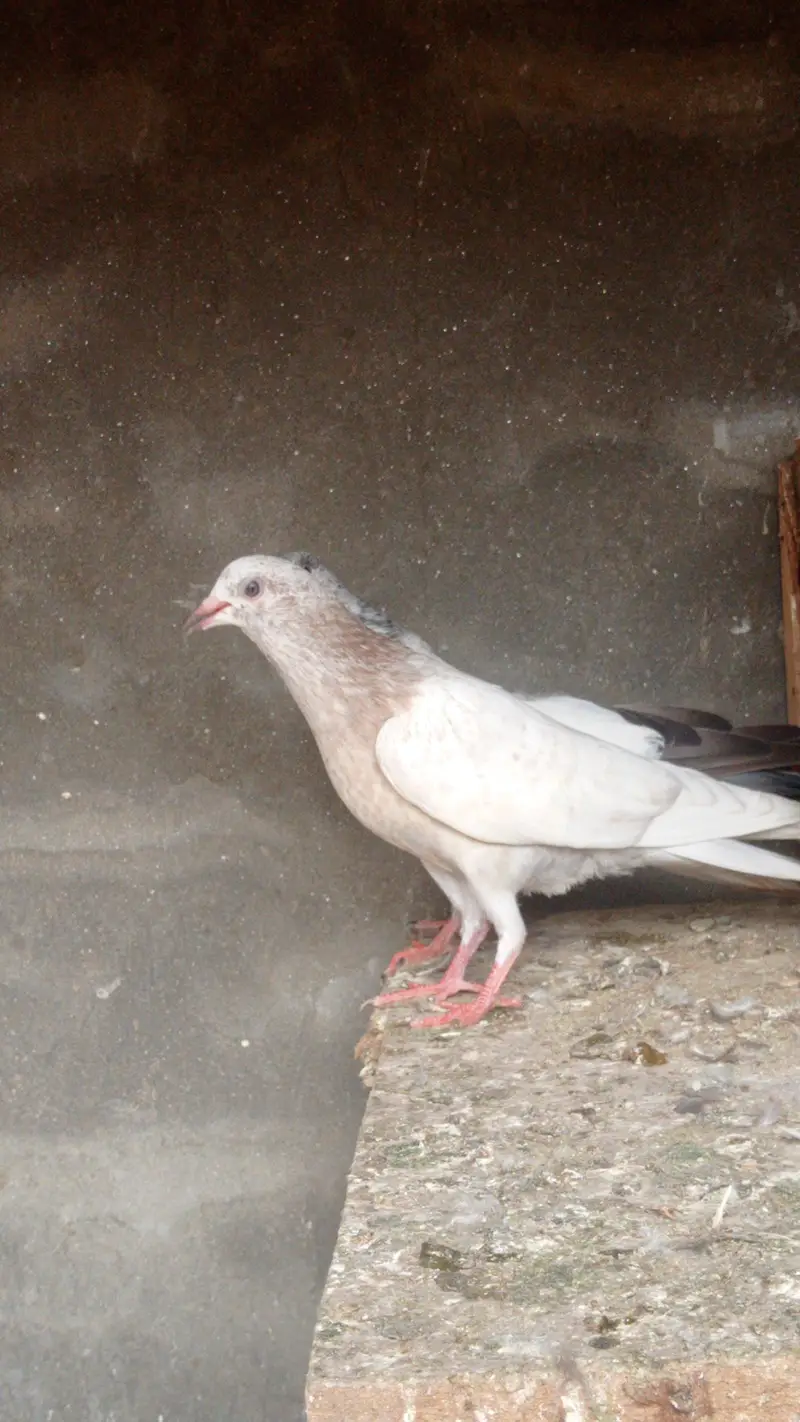 garanti walay bachay urgently sale 0327-7210100 — photo 3
