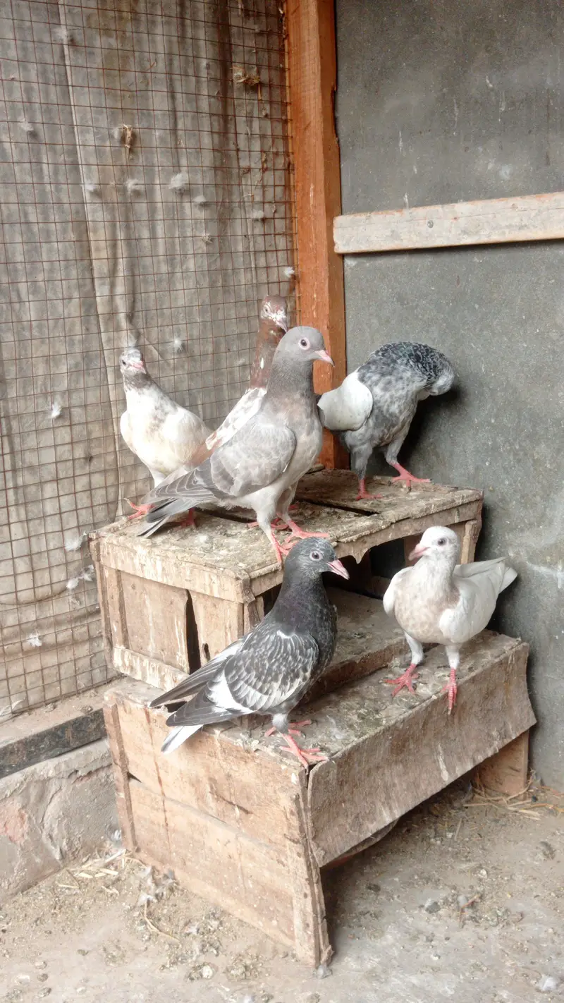 garanti walay bachay urgently sale 0327-7210100 — photo 4
