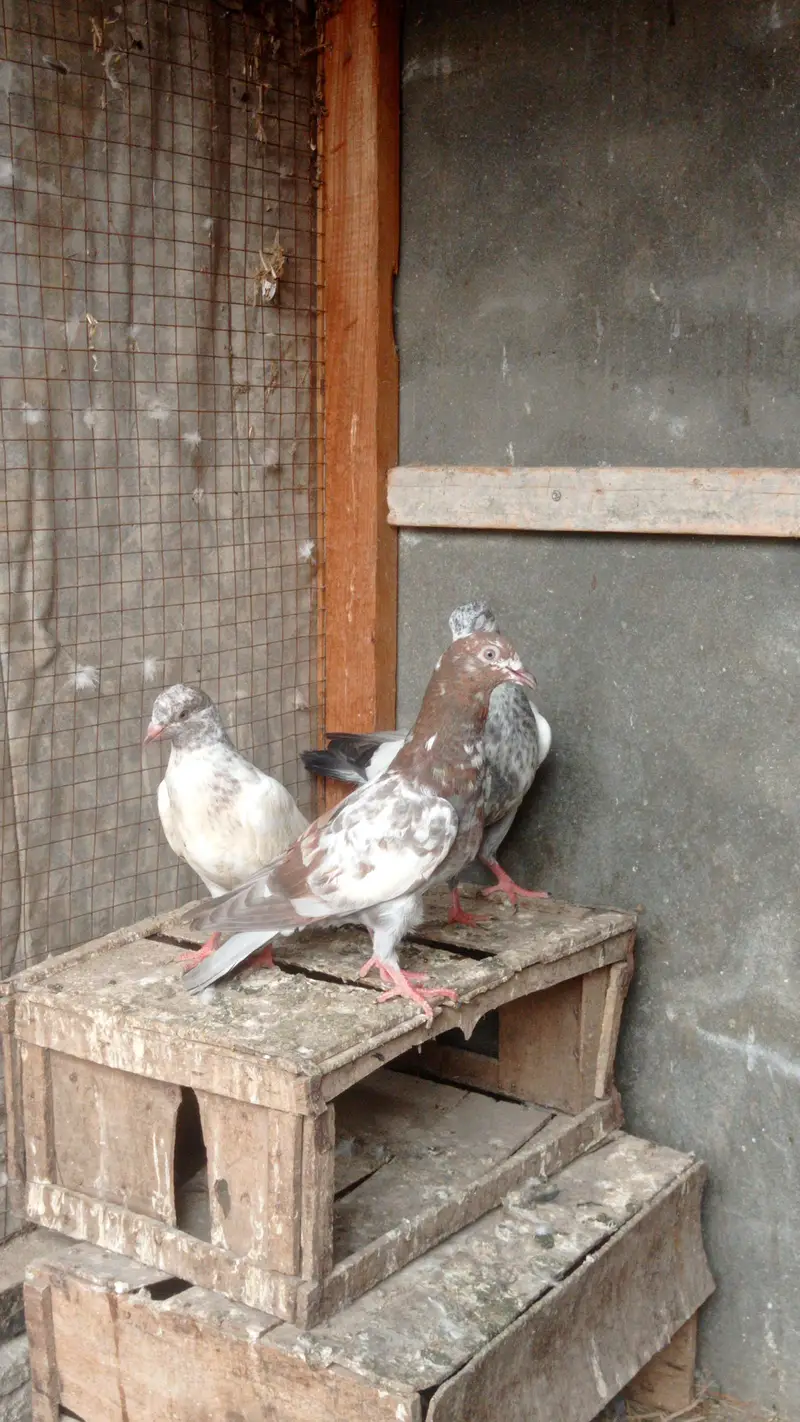 garanti walay bachay urgently sale 0327-7210100 — photo 5