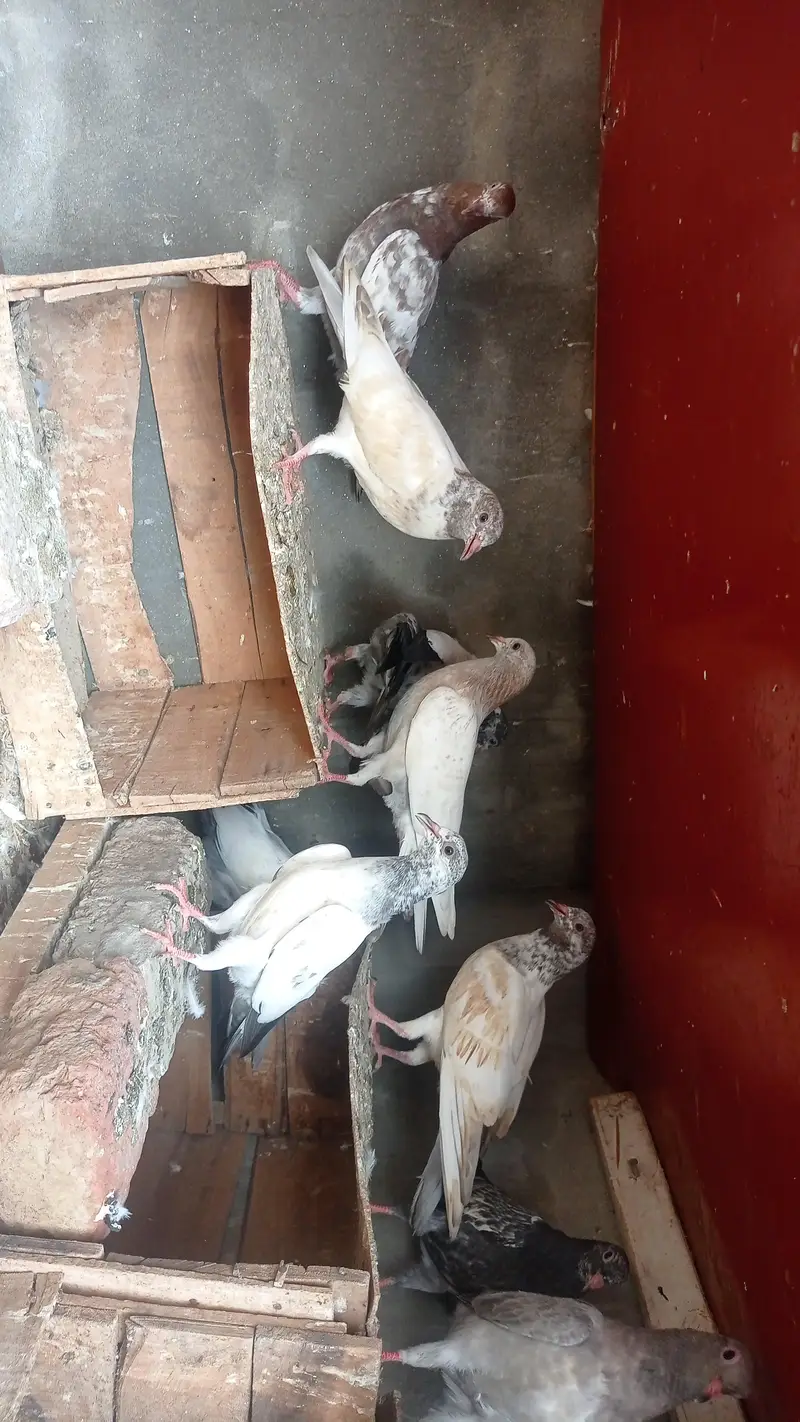 garanti walay bachay urgently sale 0327-7210100 — photo 6
