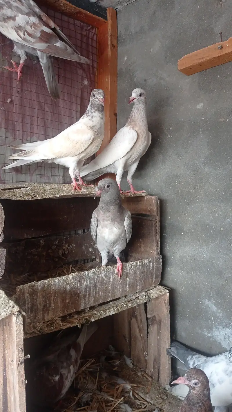 garanti walay bachay urgently sale 0327-7210100 — photo 7