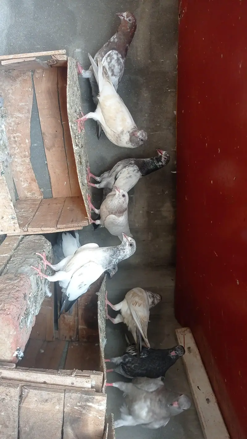 garanti walay bachay urgently sale 0327-7210100 — photo 8