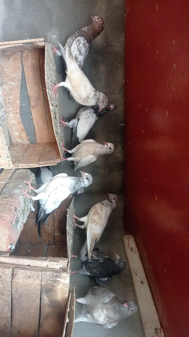 garanti walay bachay urgently sale 0327-7210100 — photo 9