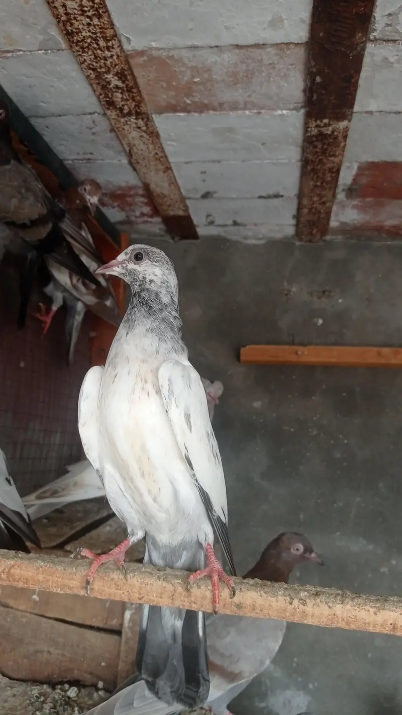 garanti walay bachay urgently sale 0327-7210100 — photo 10