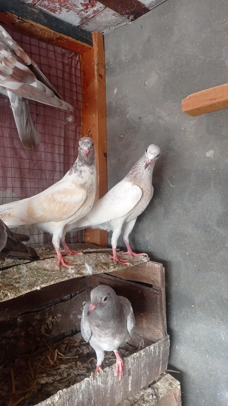 garanti walay bachay urgently sale 0327-7210100 — photo 11