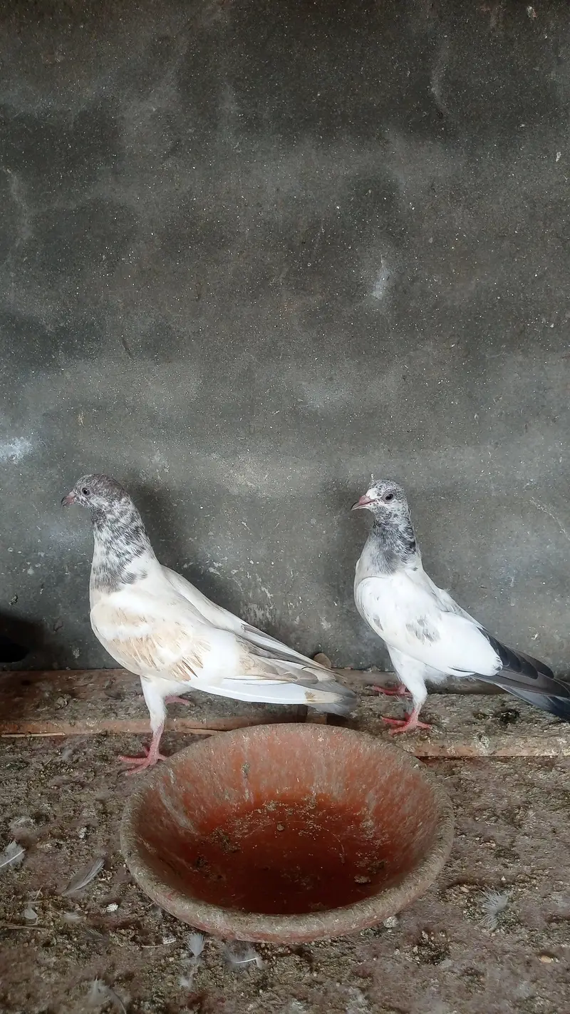 garanti walay bachay urgently sale 0327-7210100 — photo 12