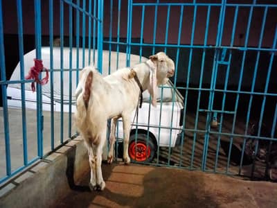 Beautiful Healthy White Bakra for Sale