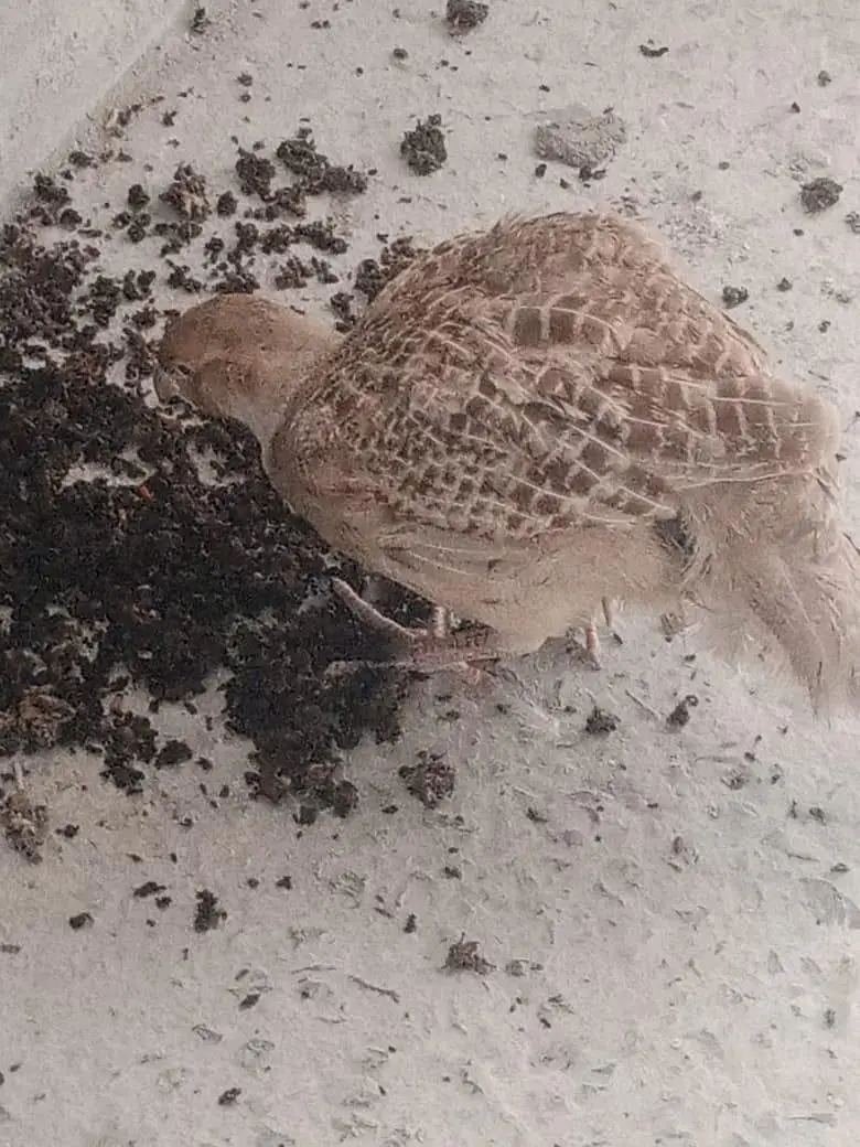 dakhni irani male teetar for sale