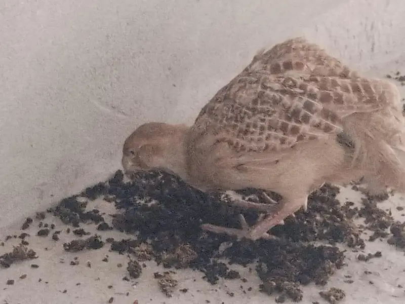dakhni irani male teetar for sale — photo 2