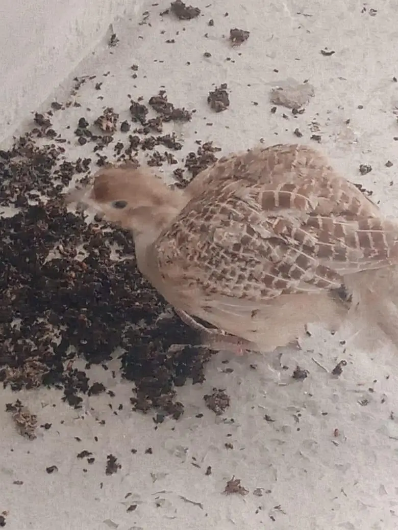 dakhni irani male teetar for sale — photo 3
