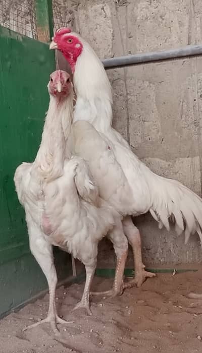 King O Shamo Breeder Pair | 0313-2414787