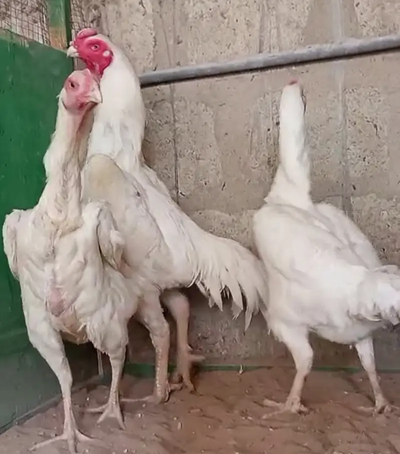 King O Shamo Breeder Pair | 0313-2414787 — photo 2