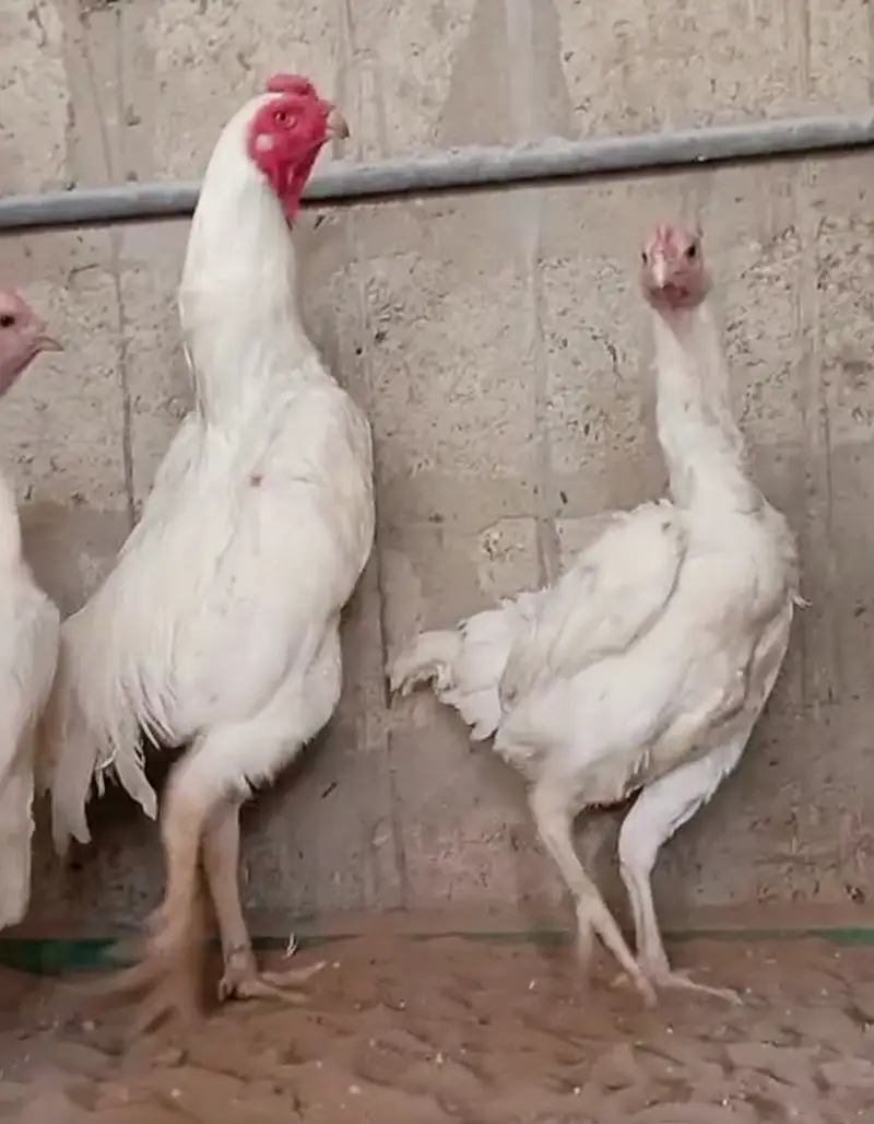 King O Shamo Breeder Pair | 0313-2414787 — photo 3