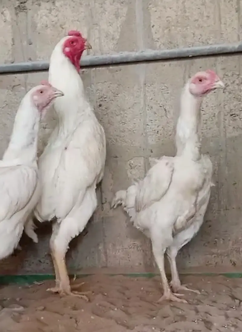 King O Shamo Breeder Pair | 0313-2414787 — photo 5