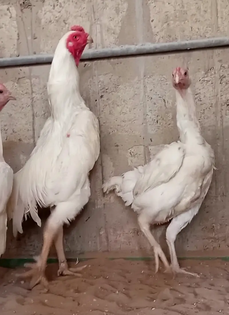 King O Shamo Breeder Pair | 0313-2414787 — photo 6