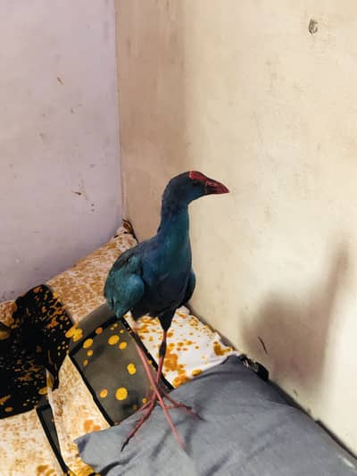Purple swamphen