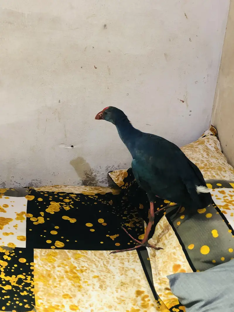 Purple swamphen — photo 2