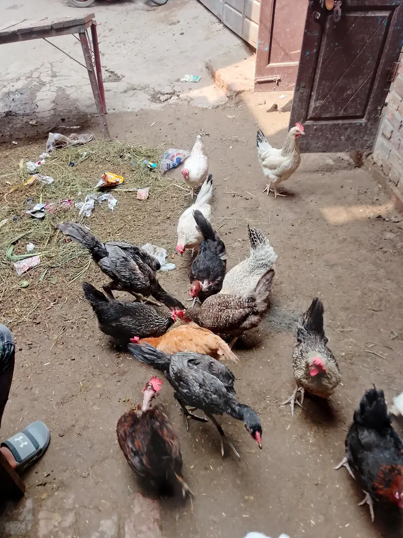murgiya — photo 3