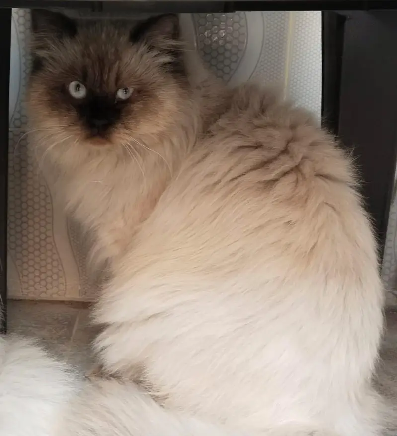 Persian cat and kitten punch face triple coated — photo 3