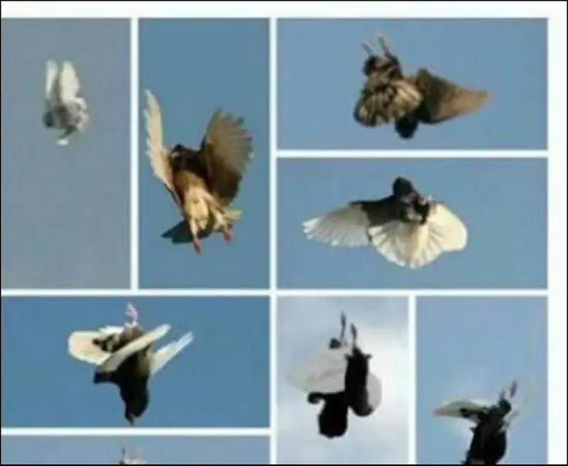 back rollers pigeons 03110144020 — photo 3