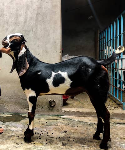 Bakra for sale