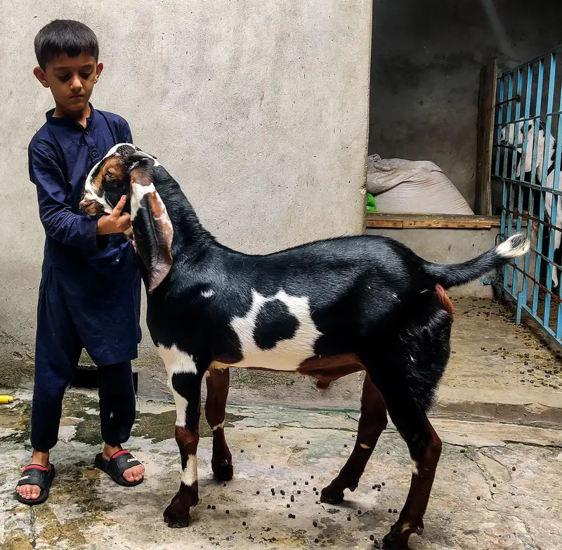 Bakra for sale — photo 2