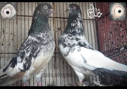 FaqeerGul Surkhay Qasoori and Sherazi Top Quality Pair