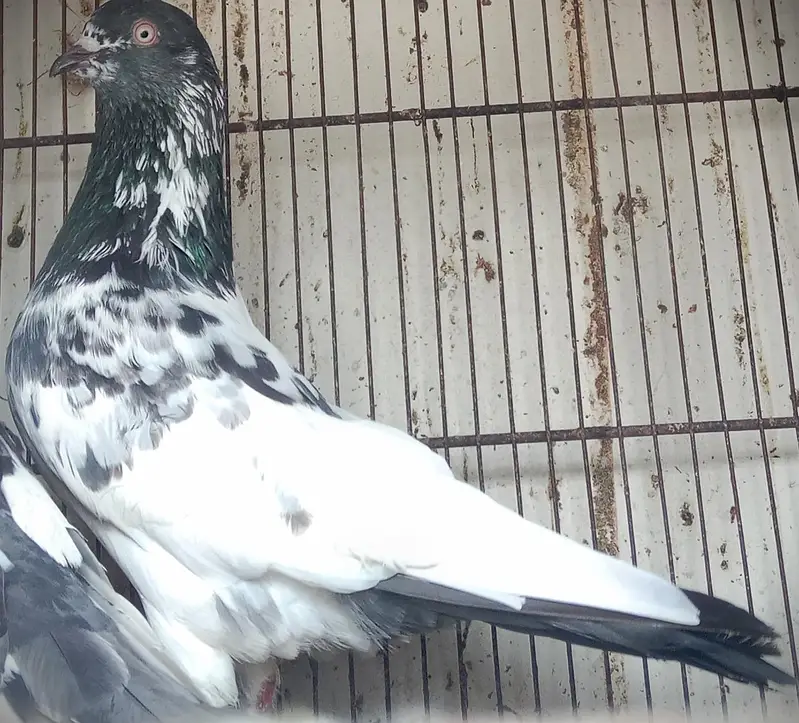 FaqeerGul Surkhay Qasoori and Sherazi Top Quality Pair — photo 3