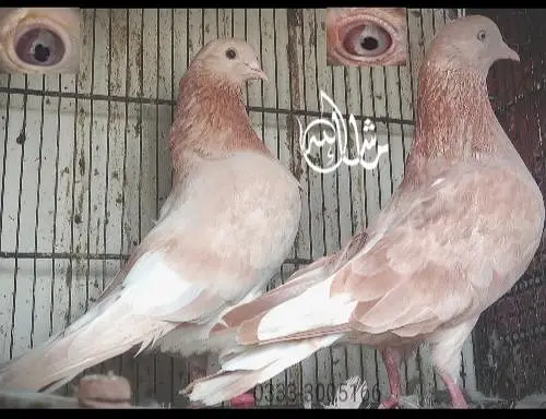 FaqeerGul Surkhay Qasoori and Sherazi Top Quality Pair — photo 4
