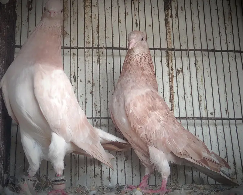 FaqeerGul Surkhay Qasoori and Sherazi Top Quality Pair — photo 5