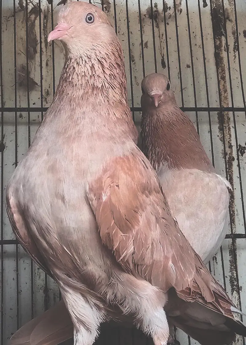 FaqeerGul Surkhay Qasoori and Sherazi Top Quality Pair — photo 6