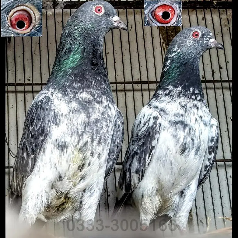 FaqeerGul Surkhay Qasoori and Sherazi Top Quality Pair — photo 7